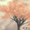亦是美网络